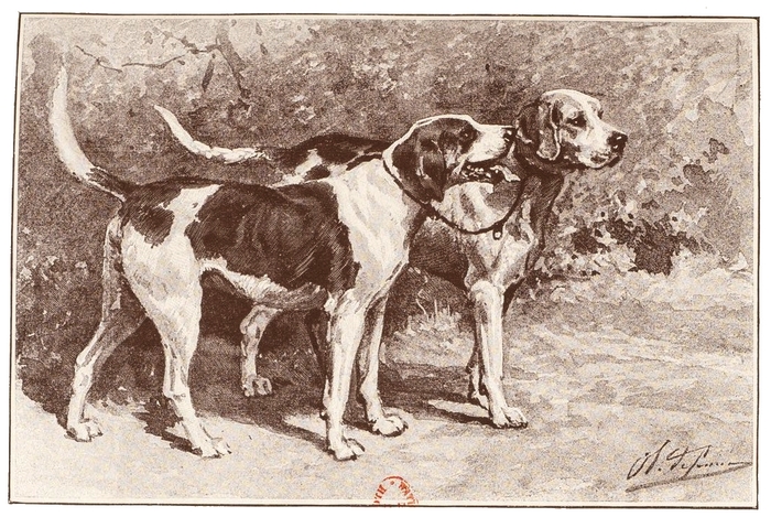 Foxhound et Staghound - Illustration tirée du Manuel de Vènerie française - Emmanuel Le Couteulx de Canteleu (1890) - Hachette et Cie (Paris) - BnF (G